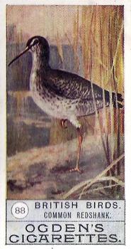 1909 Ogden's British Birds 2nd Series #88 Common Redshank Front