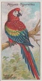 1909 Player's Nature Series #4 Red and Blue Macaw Front