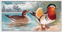 1909 Player's Nature Series #14 Mandarin Duck Front