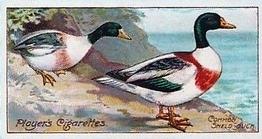 1909 Player's Nature Series #24 Common Shelduck Front