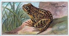 1909 Player's Nature Series #31 Common Frog Front