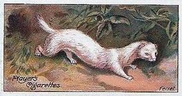 1909 Player's Nature Series #33 Ferret Front