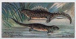 1909 Player's Nature Series #36 Warty Newt Front