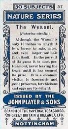 1909 Player's Nature Series #37 Weasel Back