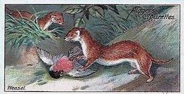 1909 Player's Nature Series #37 Weasel Front