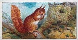 1909 Player's Nature Series #41 Squirrel Front