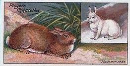 1909 Player's Nature Series #43 Mountain Hare Front