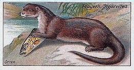 1909 Player's Nature Series #45 Otter Front