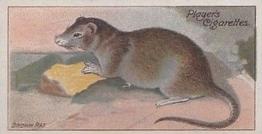 1909 Player's Nature Series #46 Brown Rat Front