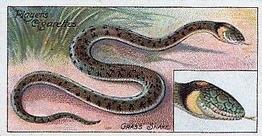1909 Player's Nature Series #50 Grass Snake Front