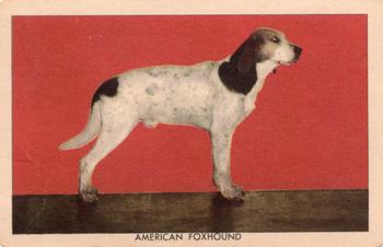 1950 Quaker Oats Challenge of the Yukon Dogs (F279-5) #NNO American Foxhound Front