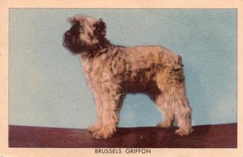 1950 Quaker Oats Challenge of the Yukon Dogs (F279-5) #NNO Brussels Griffon Front