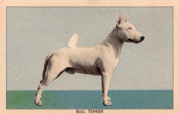 1950 Quaker Oats Challenge of the Yukon Dogs (F279-5) #NNO Bull Terrier Front