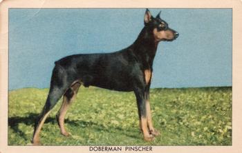1950 Quaker Oats Challenge of the Yukon Dogs (F279-5) #NNO Doberman Pinscher Front