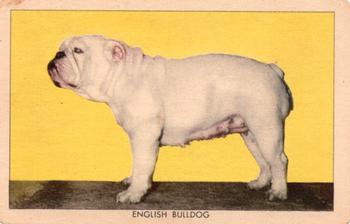 1950 Quaker Oats Challenge of the Yukon Dogs (F279-5) #NNO English Bulldog Front