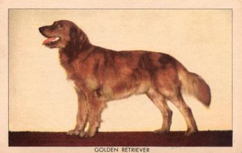 1950 Quaker Oats Challenge of the Yukon Dogs (F279-5) #NNO Golden Retriever Front