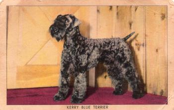 1950 Quaker Oats Challenge of the Yukon Dogs (F279-5) #NNO Kerry Blue Terrier Front