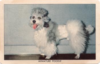 1950 Quaker Oats Challenge of the Yukon Dogs (F279-5) #NNO Miniature Poodle Front