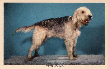 1950 Quaker Oats Challenge of the Yukon Dogs (F279-5) #NNO Otterhound Front