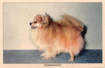 1950 Quaker Oats Challenge of the Yukon Dogs (F279-5) #NNO Pomeranian Front