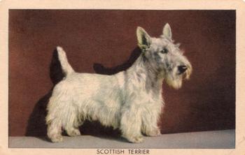 1950 Quaker Oats Challenge of the Yukon Dogs (F279-5) #NNO Scottish Terrier Front