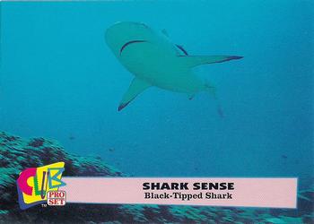 1992 Club Pro Set Shark Sense #3 Black-Tipped Shark Front
