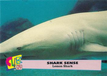 1992 Club Pro Set Shark Sense #4 Lemon Shark Front