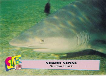 1992 Club Pro Set Shark Sense #6 Sandbar Shark Front