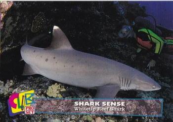 1992 Club Pro Set Shark Sense #14 Whitetip Reef Shark Front