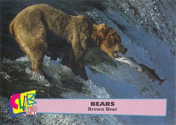 1992 Club Pro Set Bears #6 Brown Bear Front