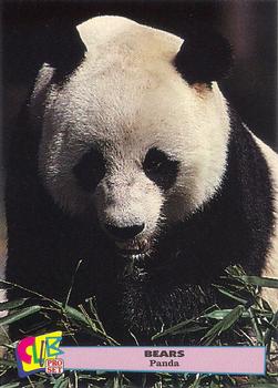1992 Club Pro Set Bears - Gold #1 Panda Front
