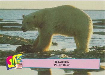 1992 Club Pro Set Bears - Gold #3 Polar Bear Front