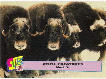 1992 Club Pro Set Cool Creatures #5 Musk Ox Front