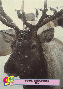 1992 Club Pro Set Cool Creatures - Gold #7 Elk Front
