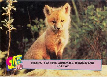 1992 Club Pro Set Heirs to the Animal Kingdom - Gold #1 Red Fox Front