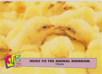 1992 Club Pro Set Heirs to the Animal Kingdom - Gold #6 Chick Front