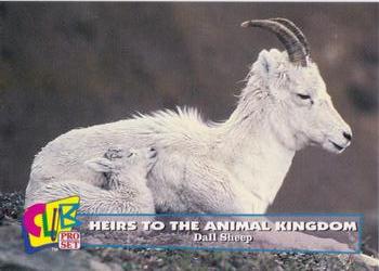 1992 Club Pro Set Heirs to the Animal Kingdom - Gold #13 Dall Sheep Front