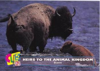 1992 Club Pro Set Heirs to the Animal Kingdom - Gold #14 Bison Front