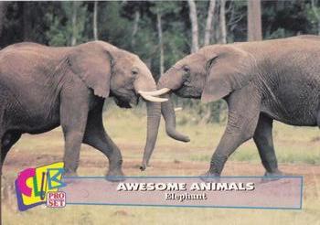 1993 Club Pro Set Awesome Animals #3 Elephant Front