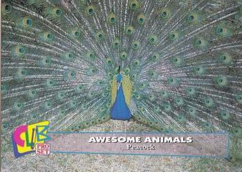 1993 Club Pro Set Awesome Animals #7 Peacock Front