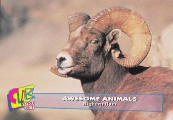 1993 Club Pro Set Awesome Animals #14 Longhorn Ram Front