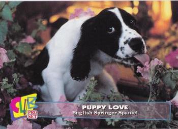 1993 Club Pro Set Puppy Love #9 English Springer Spaniel Front
