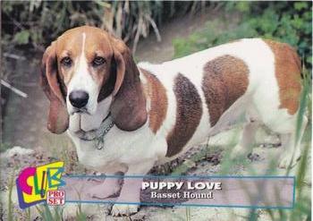1993 Club Pro Set Puppy Love #11 Basset Hound Front