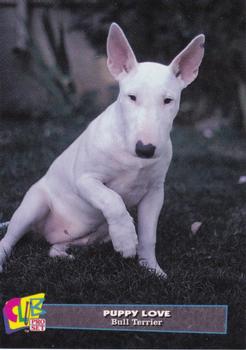 1993 Club Pro Set Puppy Love - Silver #2 Bull Terrier Front