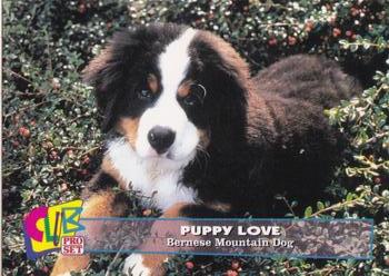 1993 Club Pro Set Puppy Love - Silver #12 Bernese Mountain Dog Front