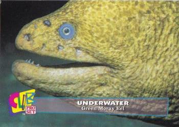 1993 Club Pro Set Underwater #2 Green Moray Eel Front