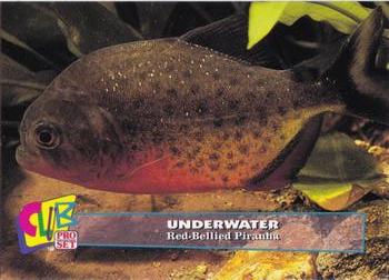 1993 Club Pro Set Underwater #4 Red-Bellied Piranha Front