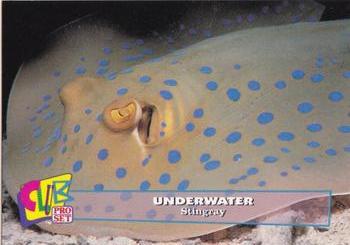 1993 Club Pro Set Underwater #7 Stingray Front