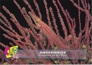 1993 Club Pro Set Underwater #10 Hawkfish on the Reef Front