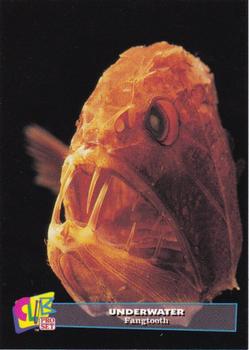 1993 Club Pro Set Underwater - Gold #11 Fangtooth Front